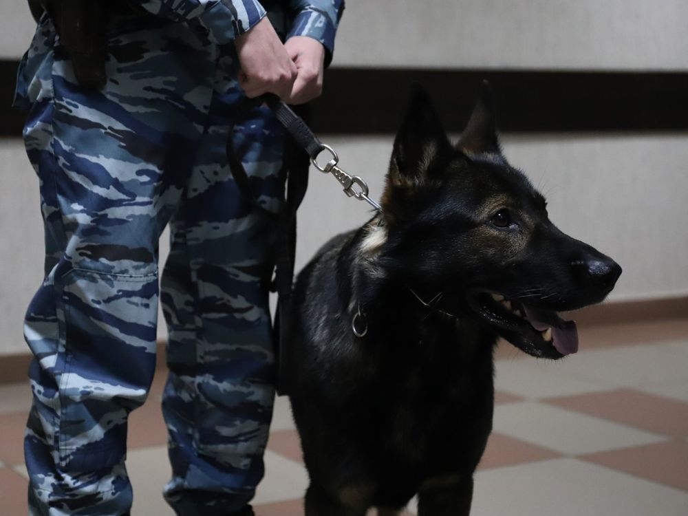 Пес по кличке Трицикл подорвался на мине, спасая солдат в зоне СВО