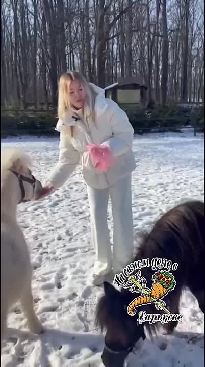 ����������� ���� � �������� �������� ������������ ����������� �� ��������