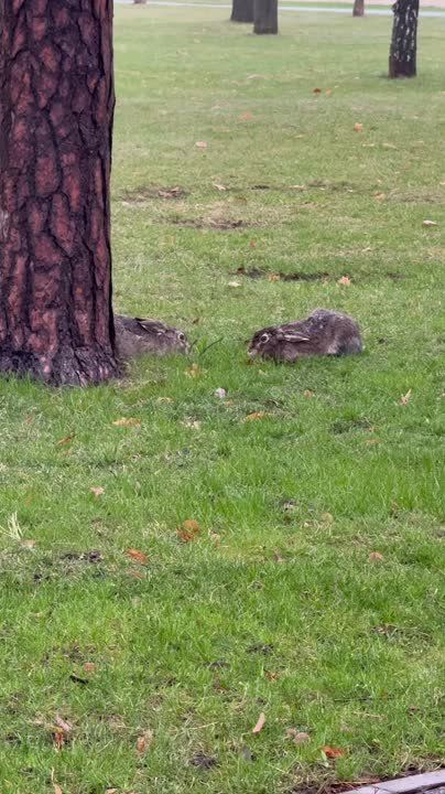 ������ ��� ��� � ����� ������ �� ����� ��. ��������