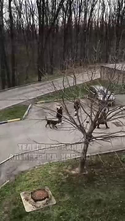 ���� �������� ��������.. ����������, ���� ���