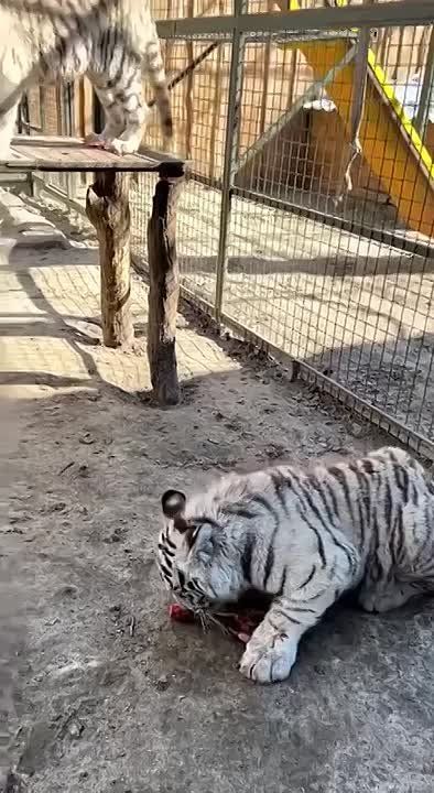 ���������.. � ����������� �������� ���������� ����� ������� ��� � ����. ��� ������ �������