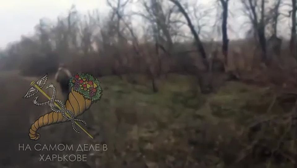   .  :       FPV-