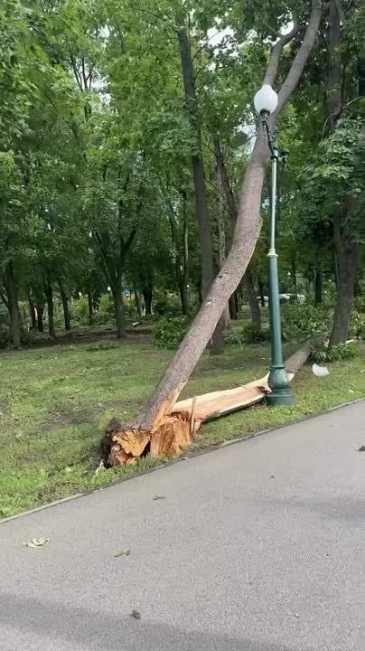 Более сотни поваленных деревьев в Харькове
