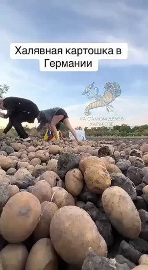   ,  ,   