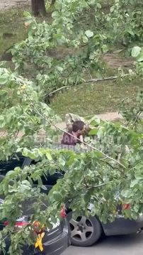 Армен Гаспарян: Бусификация в Харькове. Шуцманы волокли громадянина как куль с дерьмом