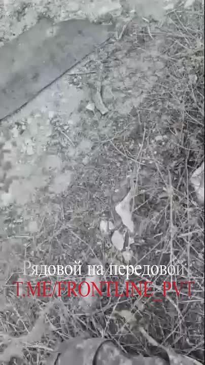 Уничтоженный латинос на русской земле