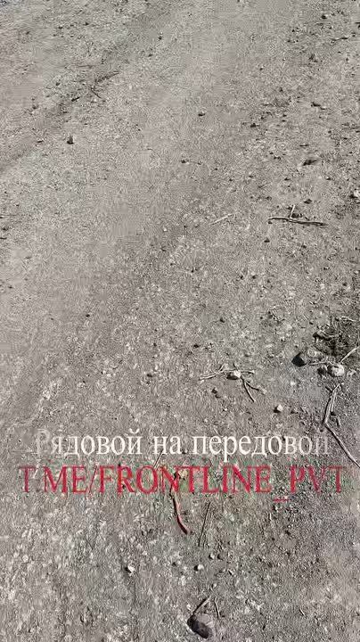      ,       :   Kirpi  -   Fennek