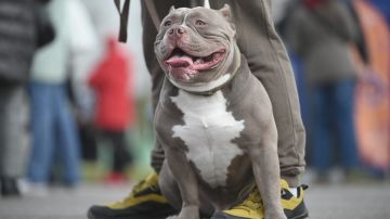 На Украине мобилизовали мужчину и его собаку