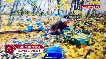 Наши птички летали по осеннему лесу и нашли вражеские огневые точки и блиндажи