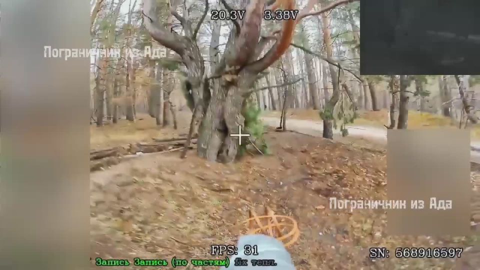 Волчанское направление. Игра в догонялки с петушком