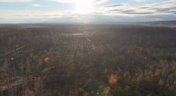 Лес на Купянском направлении заваленный использованным оптоволокном