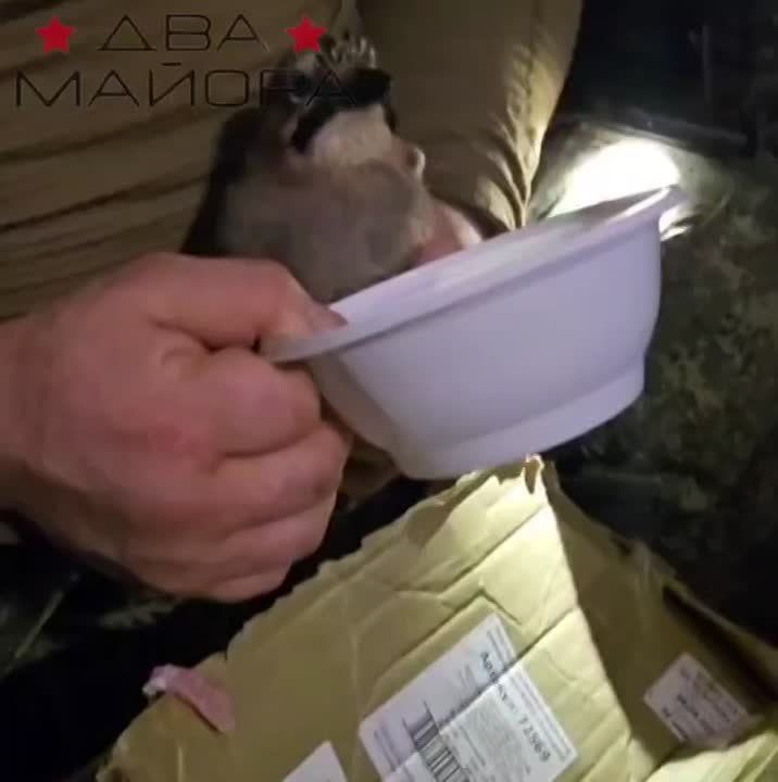 ��� ������: �����-������������?. ����������� �����������