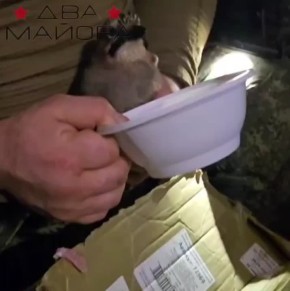 ��� ������: �����-������������?. ����������� �����������