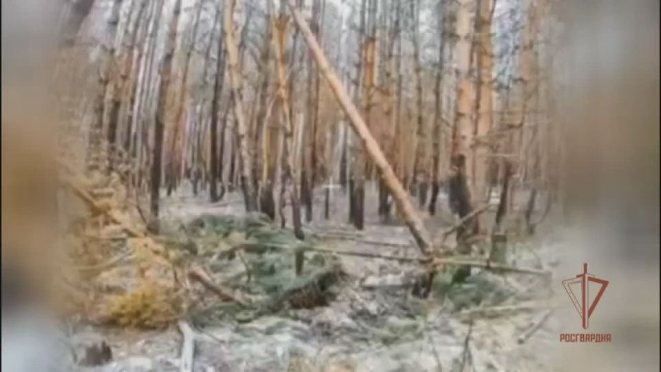 Минус орудие: работа оператора БПЛА Росгвардии по вражеской огневой позиции