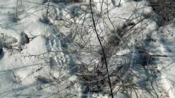 ��������� ��������������� ����