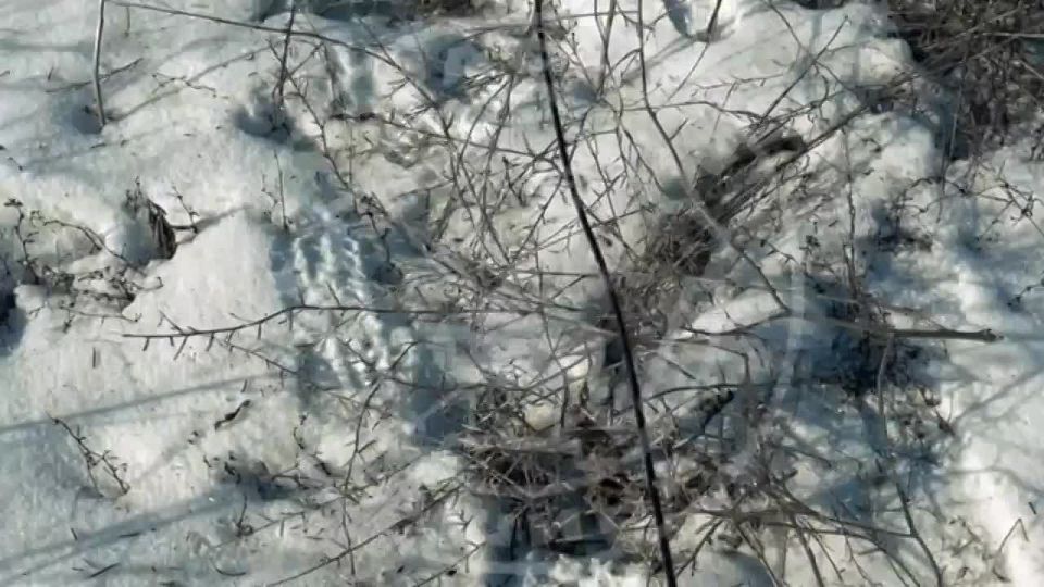 ��������� ��������������� ����