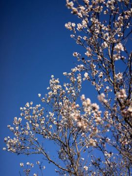 Яркие краски весны в Курортном