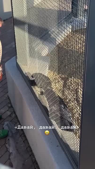 ������ �� ������������ �������� ������� �����: ������, �����, �����