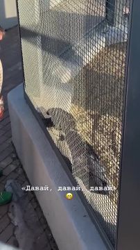 #украина_под_микроскопом: попрошайничают даже вороны