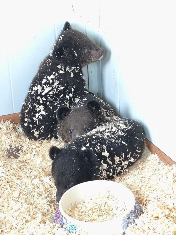 ����� ��������� ����������� �������� ����� � ������� � ���������� ������ ��������