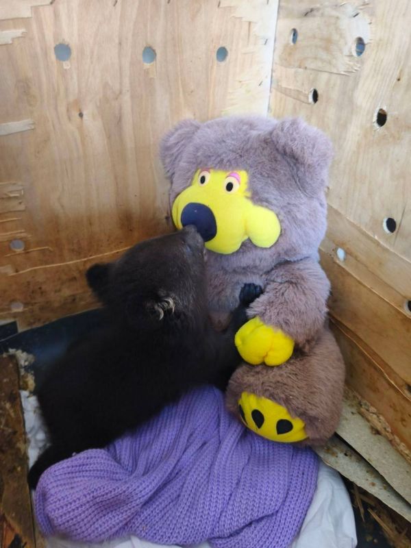 � ���������� ������ ���������� ���� ����������� �������� � �������