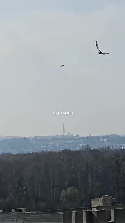 ������� ����������� ������� ��������� ���������� ������