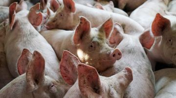 Украину поразила эпидемия свиной чумы