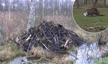 В Польше бобёр облюбовал мужские трусы