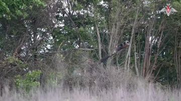 ����� ������ ���������� ����������� �������