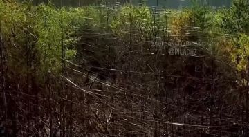 Лес в Харьковской области весь в оптоволокне от FPV дронов
