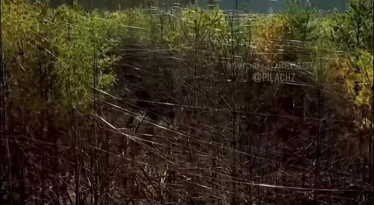 Лес в Харьковской области окутан оптоволокном от FPV-дронов