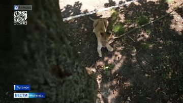 Маленькой львице Симоне, которую несколько недель назад обнаружили в центре Луганска, нашли новый дом