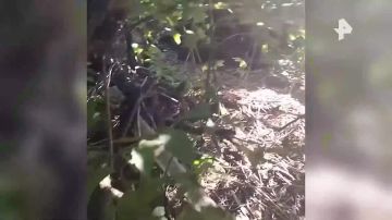 ����� "������" ��������, ��� ������������ ����������� �� ���� ������ �������� � ����������� �������